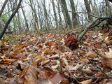 Gyromitra caroliniana image