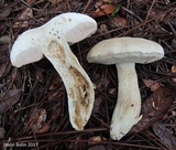 Tylopilus rhoadsiae image
