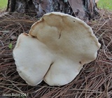 Tylopilus rhoadsiae image
