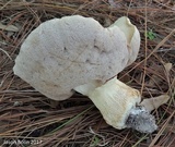 Tylopilus rhoadsiae image