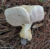 Tylopilus rhoadsiae image