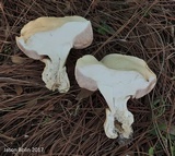 Tylopilus rhoadsiae image