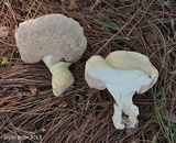 Tylopilus rhoadsiae image