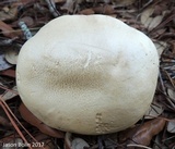Tylopilus rhoadsiae image