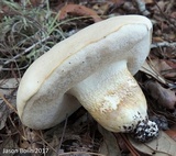 Tylopilus rhoadsiae image