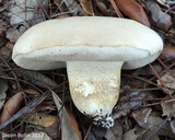 Tylopilus rhoadsiae image