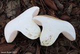 Tylopilus rhoadsiae image