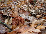 Gyromitra caroliniana image