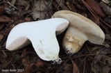 Tylopilus rhoadsiae image