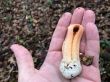 Clathrus columnatus image