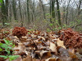 Gyromitra caroliniana image