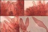 Inocybe lacera image