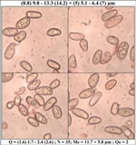 Inocybe lacera image