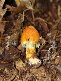 Cortinarius corrugatus image