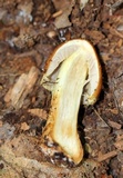 Cortinarius corrugatus image