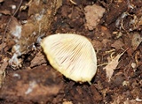 Cortinarius corrugatus image