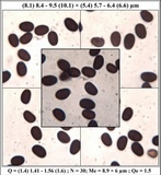 Coprinellus xanthothrix image