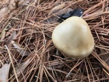 Amanita murrilliana image