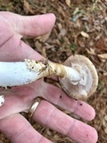 Amanita murrilliana image