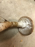 Amanita murrilliana image