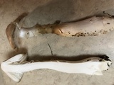Amanita murrilliana image