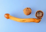 Tolypocladium longisegmentatum image