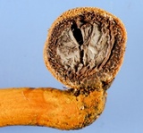 Tolypocladium longisegmentatum image