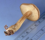 Clitocybe subditopoda image