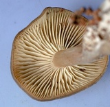 Clitocybe subditopoda image