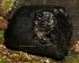 Camillea mucronata image