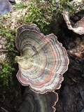 Microporus affinis image