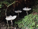 Leucocoprinus cepistipes image