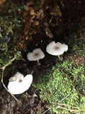 Leucocoprinus cepistipes image