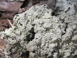 Punctelia perreticulata image