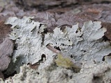 Punctelia perreticulata image