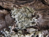 Punctelia perreticulata image
