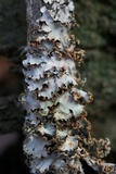 Parmotrema reticulatum image