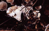 Phellodon tomentosus image