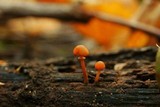 Conocybe rugosa image