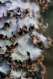 Parmotrema reticulatum image