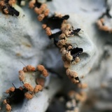 Parmotrema reticulatum image