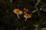 Conocybe rugosa image