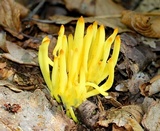 Clavulinopsis fusiformis image