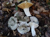 Russula aeruginea image