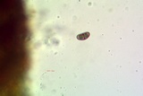 Rinodina santae-monicae image