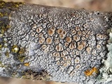 Ochrolechia subpallescens image