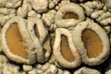 Ochrolechia subpallescens image