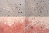 Hebeloma subtortum image