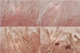 Hebeloma subtortum image