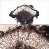 Lecidella asema image